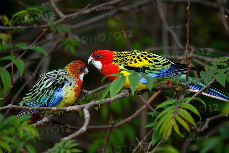 Eastern rosella (Platycercus eximius)