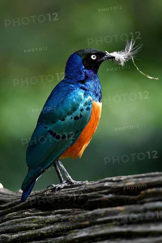 Superb starling (Lamprotornis superbus)