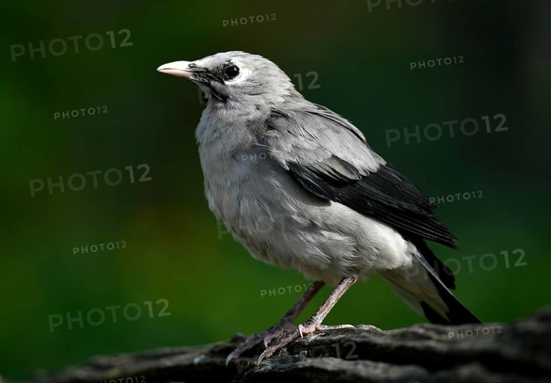 Wattled starling (Creatophora cinerea)