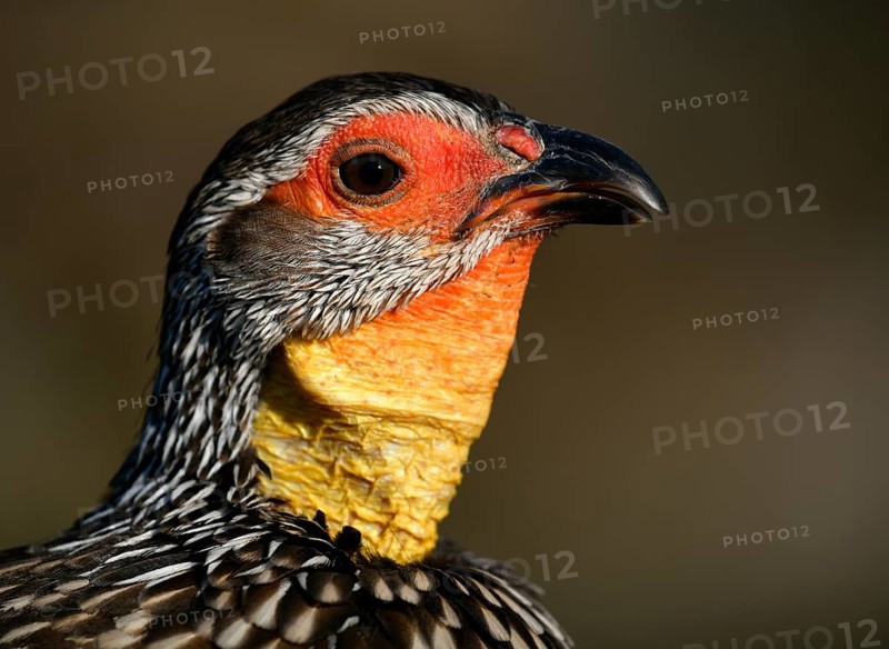 Yellow-necked spurfowl (Francolinus leucoscepus)