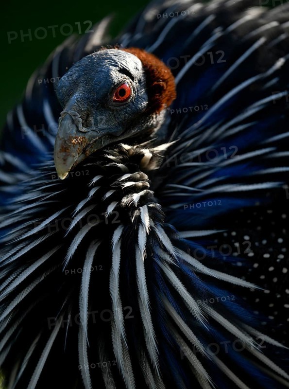Vulturine guineafowl (Acryllium vulturinum)