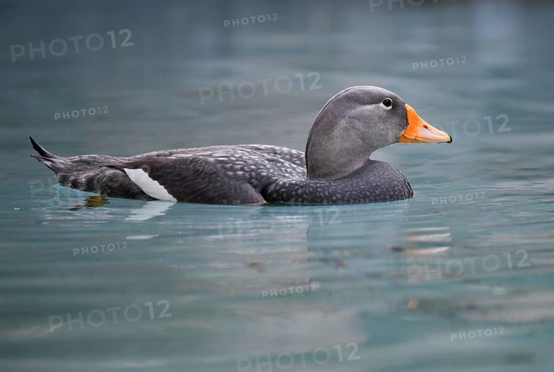 Fuegian steamer duck (Tachyeres pteneres)