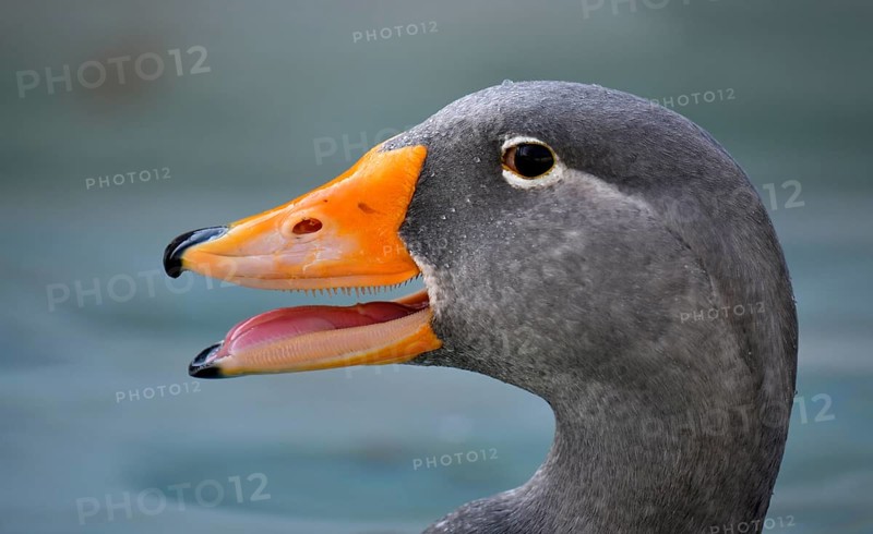 Fuegian steamer duck (Tachyeres pteneres)