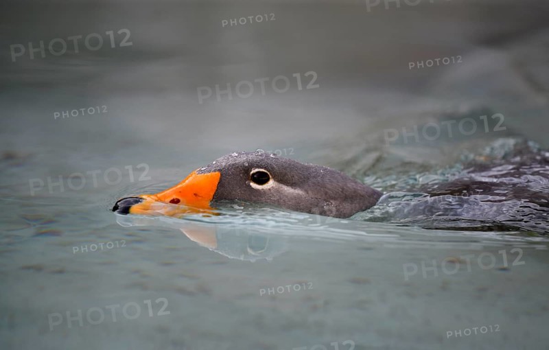 Fuegian steamer duck (Tachyeres pteneres)