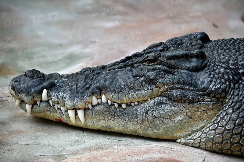 Saltwater crocodile (Crocodylus porosus)