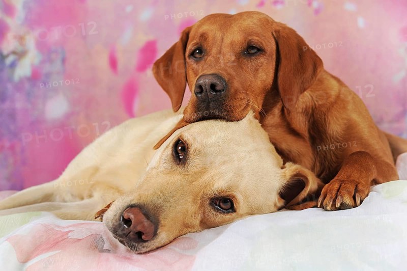 Two Labrador Retrievers