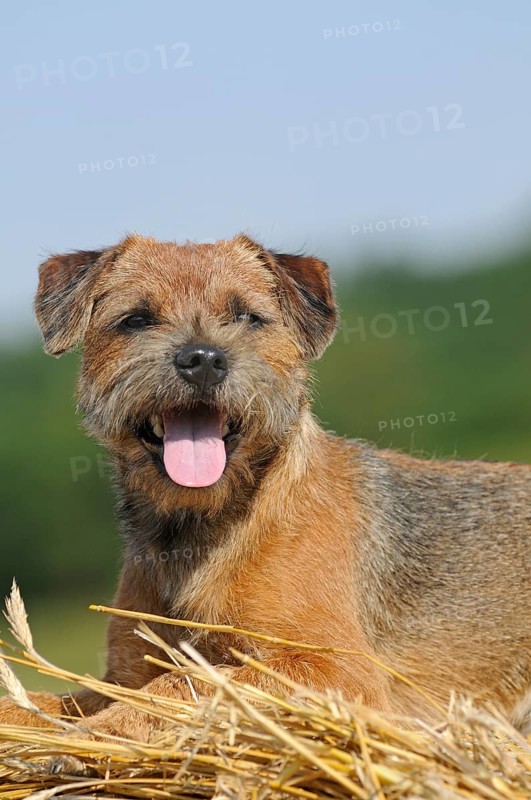 Border Terrier