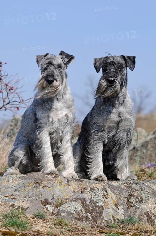 Schnauzer