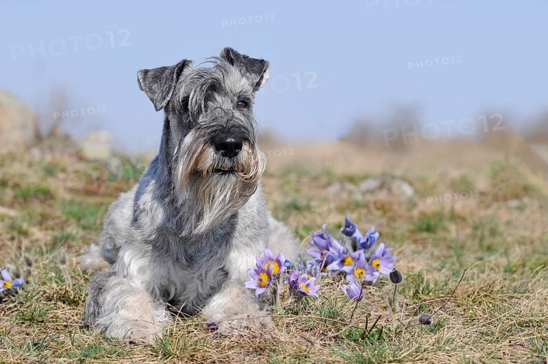 Schnauzer