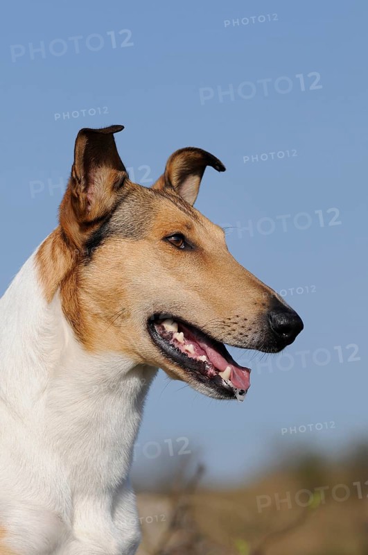 Collie Shorthair