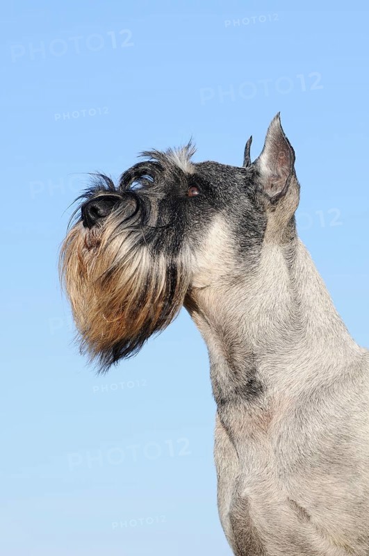 Schnauzer