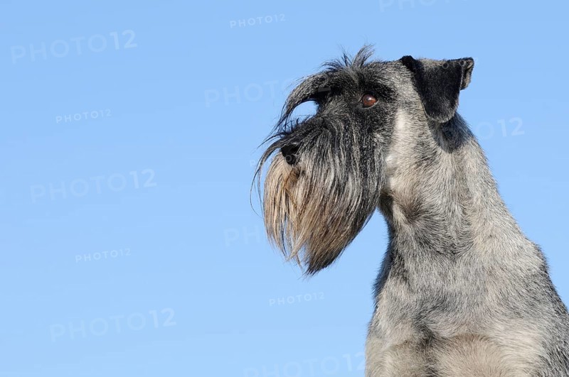 Schnauzer