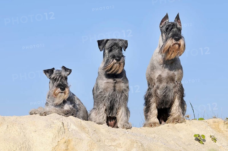 Three Schnauzers