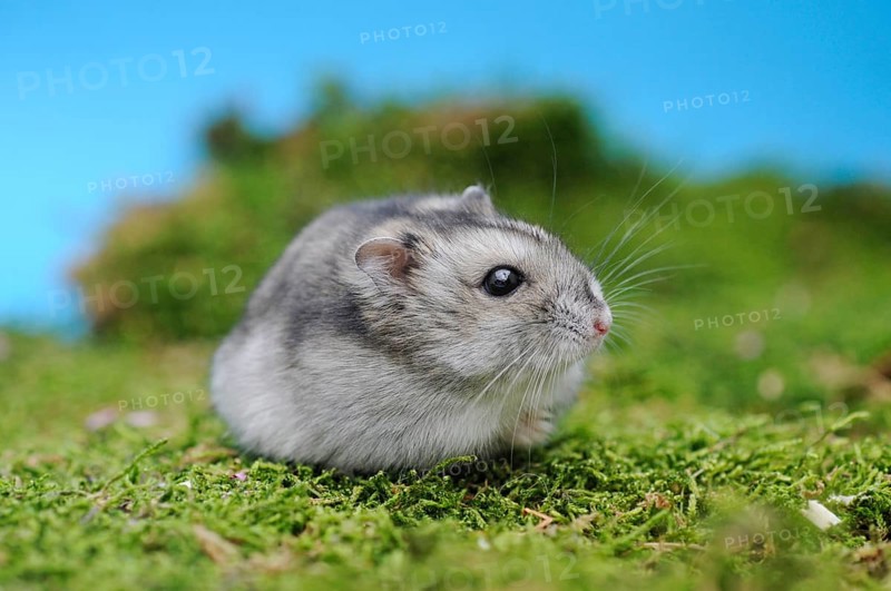 Djungarian hamster (Phodopus sungorus)