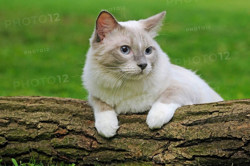 Ragdoll