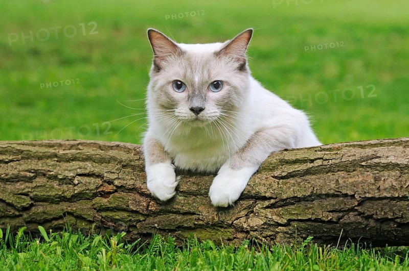 Ragdoll