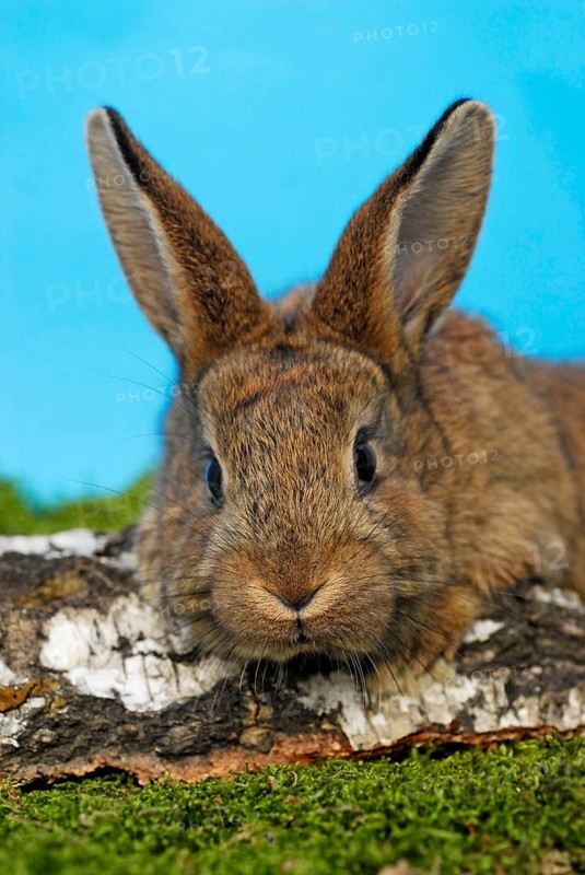 Dwarf rabbit