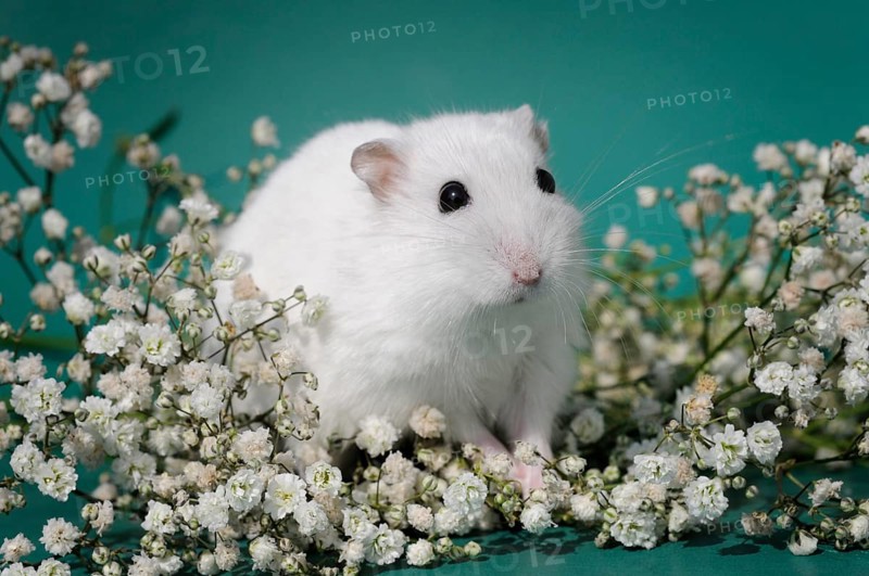 Dsungarian dwarf hamster