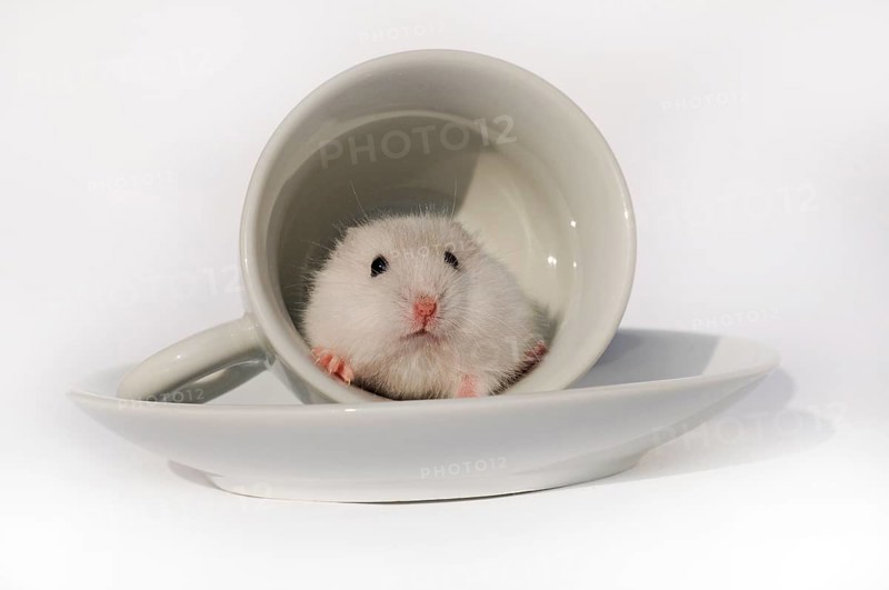 Djungarian hamster (Phodopus sungorus)