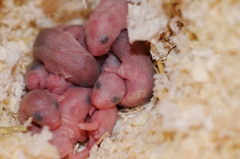 Djungarian hamsters (Phodopus sungorus)