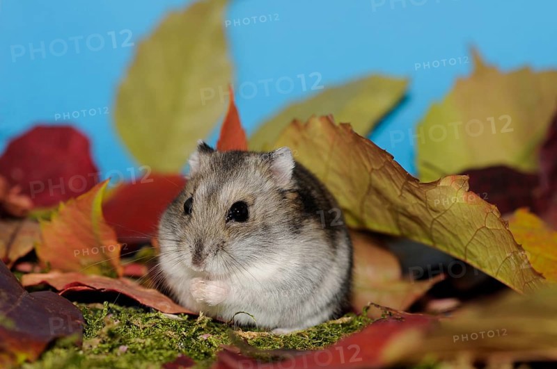 Dsungarian dwarf hamster