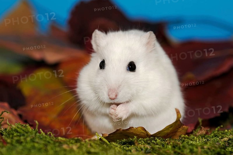 Dsungarian dwarf hamster
