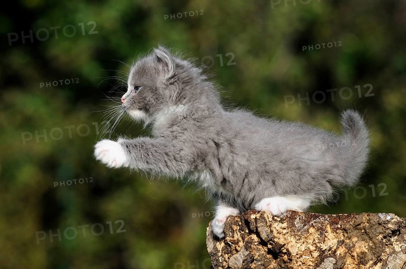 Ragdoll