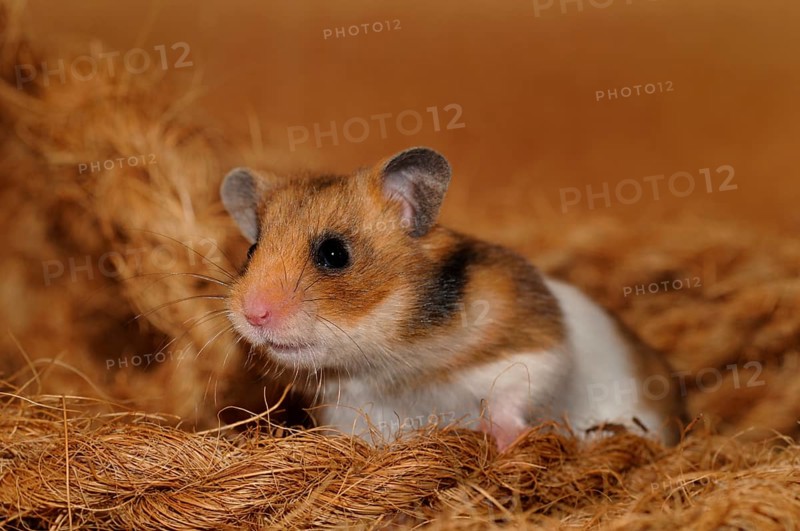 Golden hamster (Mesocricetus auratus)