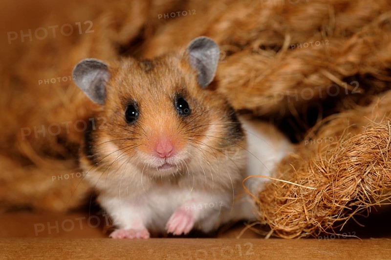 Golden hamster (Mesocricetus auratus)