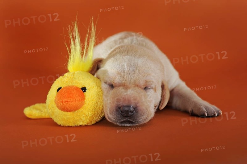 Labrador retriever