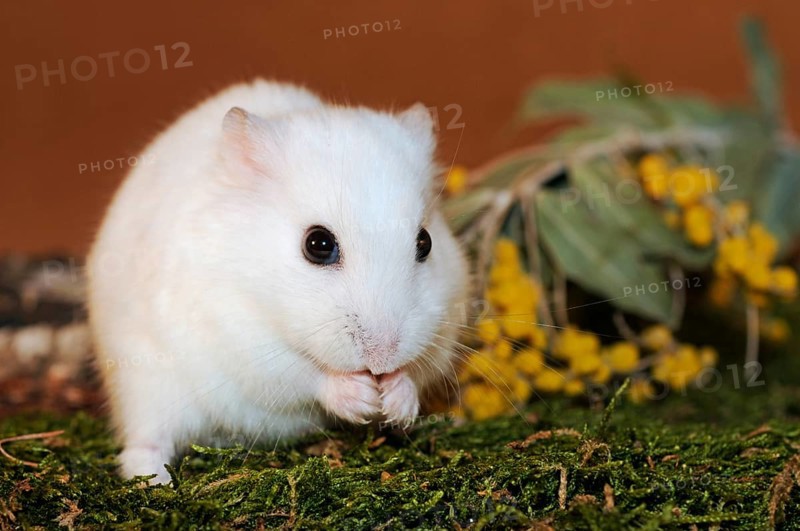 Dsungarian dwarf hamster