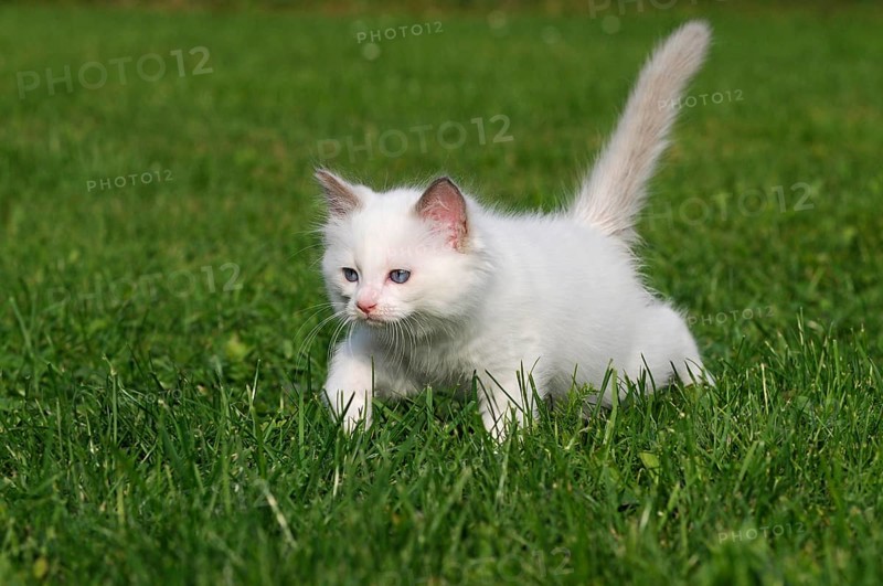 Ragdoll