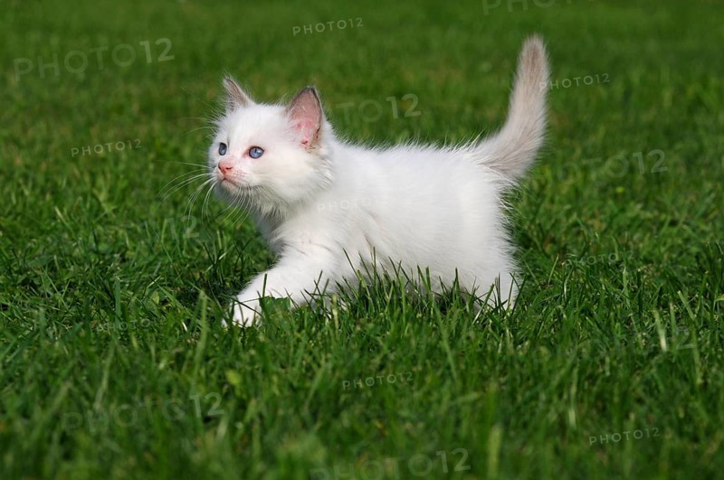 Ragdoll