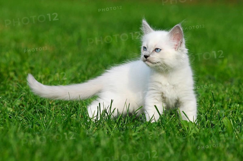 Ragdoll