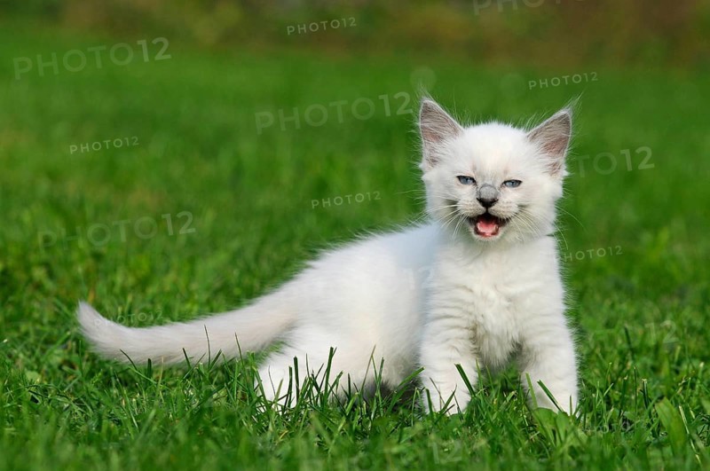 Ragdoll
