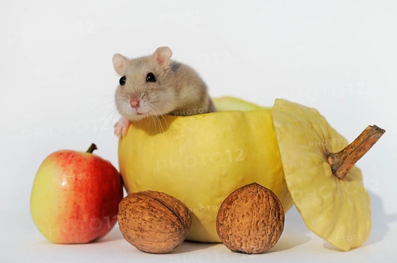 Dsungarian dwarf hamster