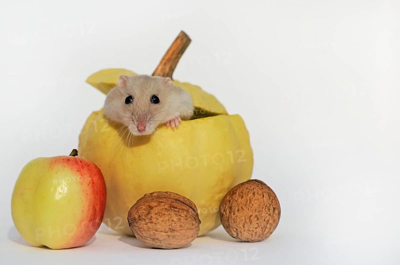 Dsungarian dwarf hamster
