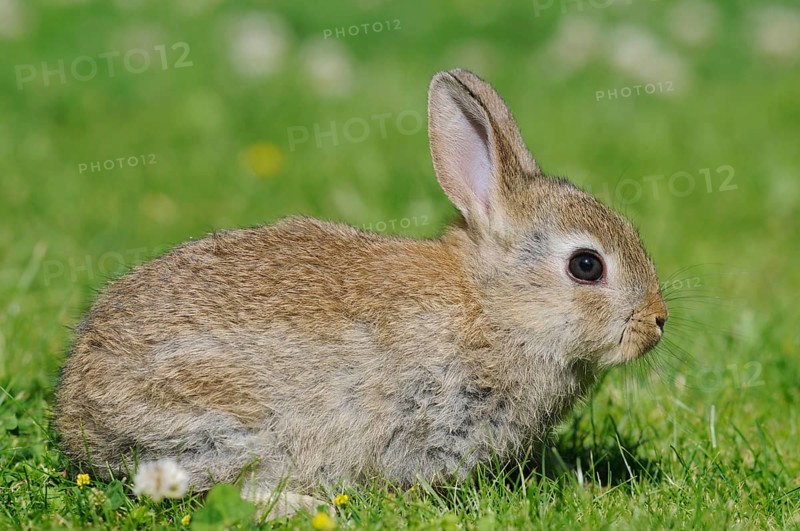 Dwarf rabbit