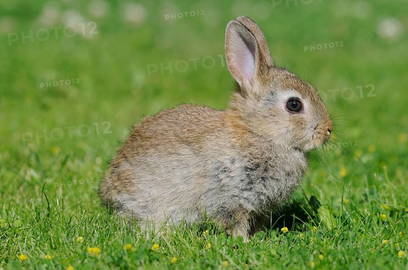 Dwarf rabbit