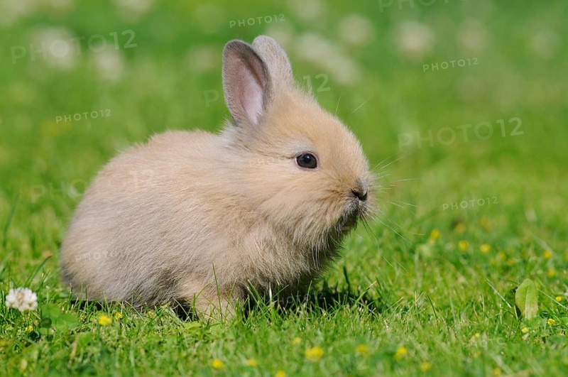 Dwarf rabbit