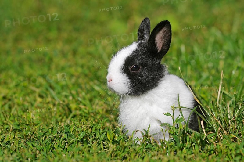 Dwarf rabbit