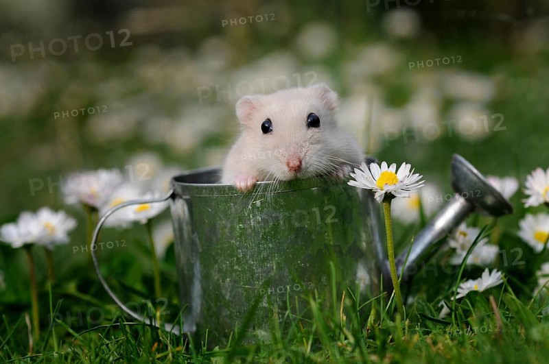 Dsungarian dwarf hamster (Phodopus sungorus)