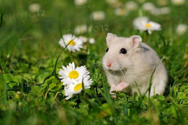 Dsungarian dwarf hamster (Phodopus sungorus)