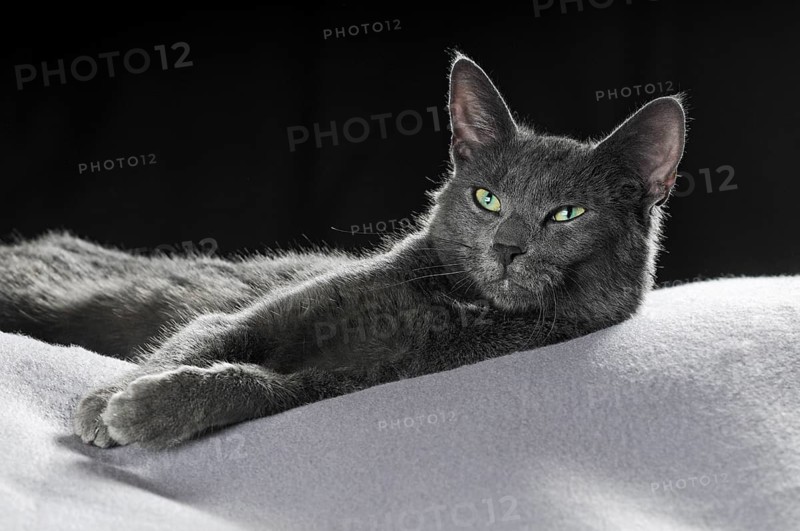 Russian Blue