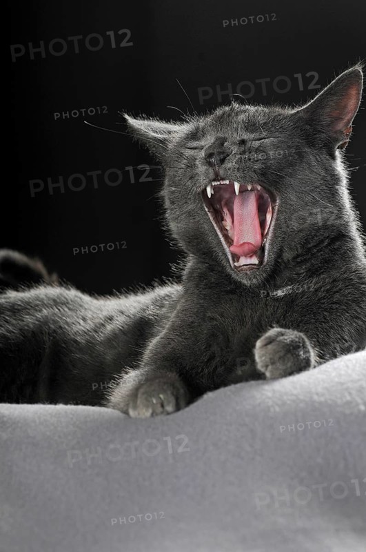 Russian Blue