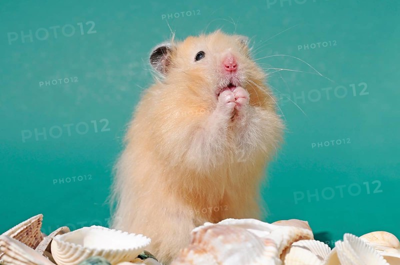 Teddy hamster