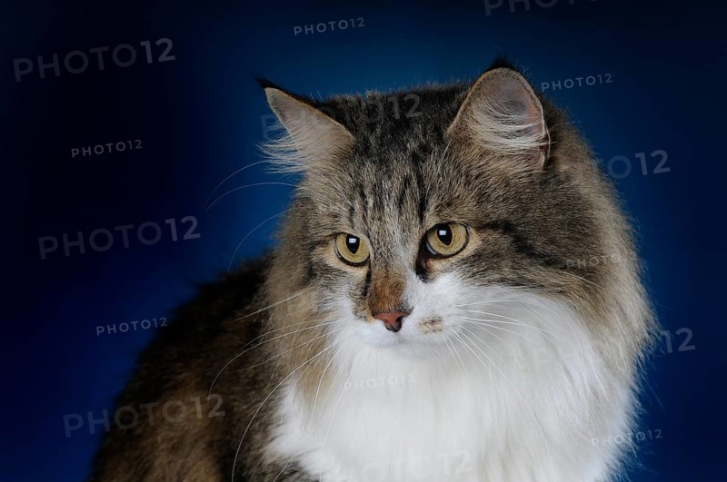 Maine-Coon-cat