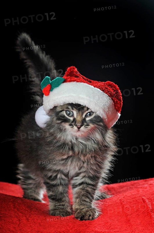 Little domestic cat
