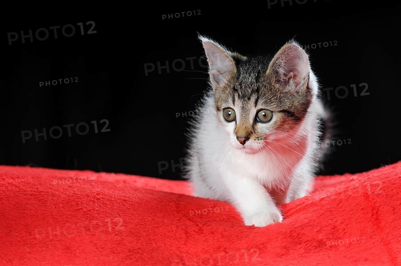 Little domestic cat