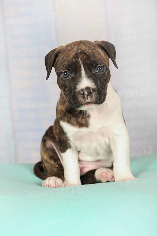American Staffordshire Terrier